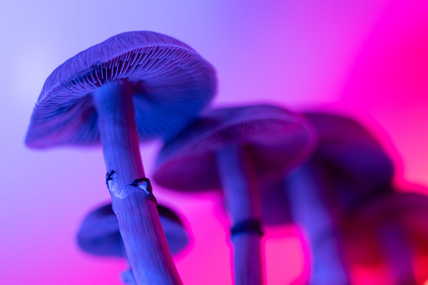 神奇蘑菇成分或成可卡因成瘾治疗新希望