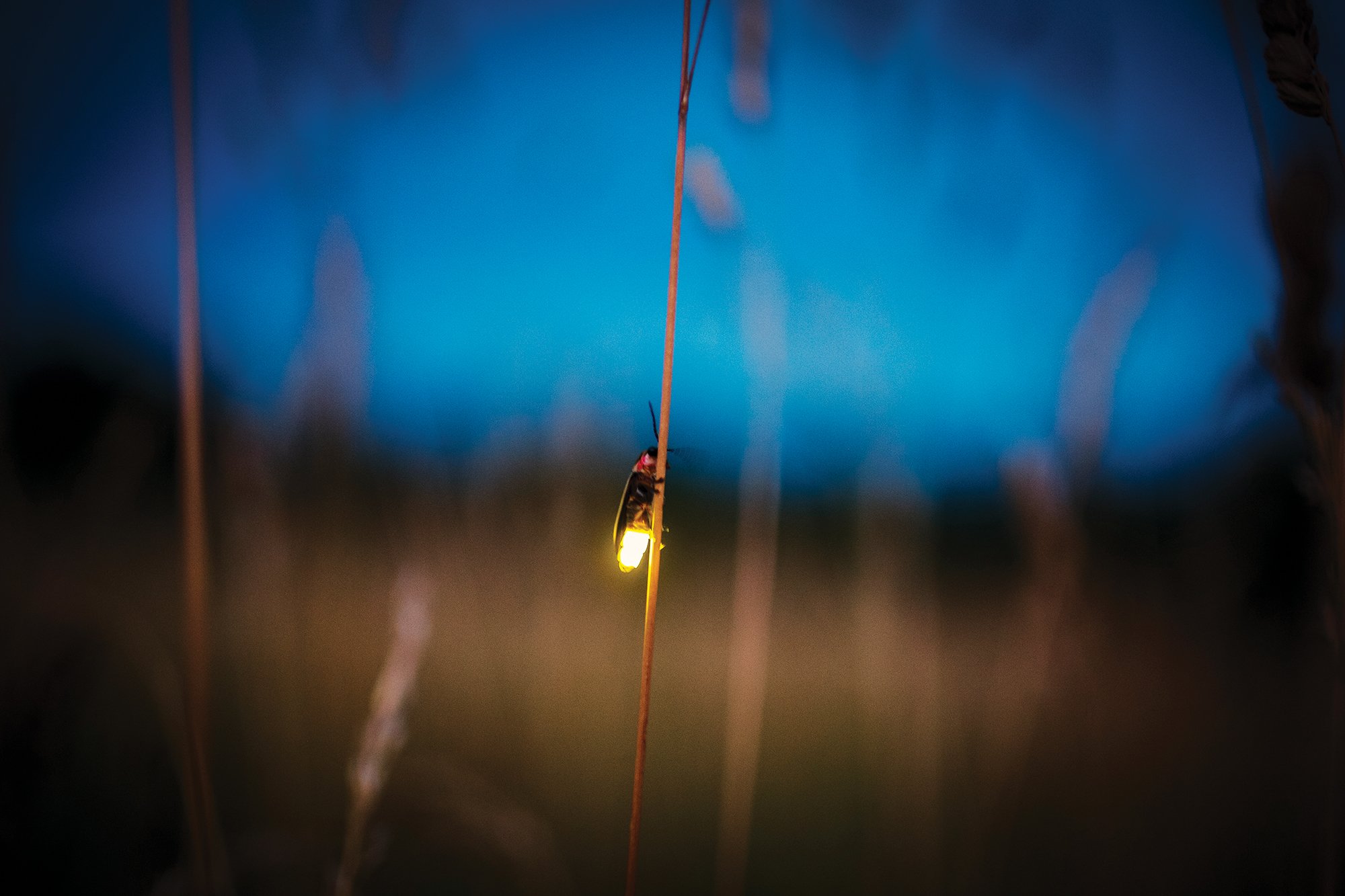 自然偏爱同一节拍?动物通讯节奏或存普适范围