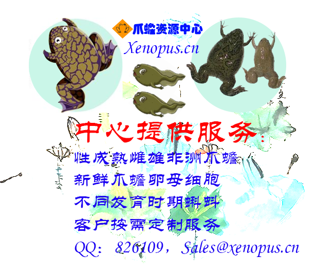 Xenopus