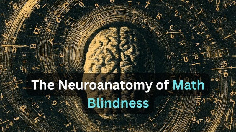 JNeurosci：多维神经回路失