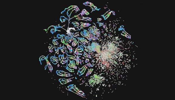 果蝇神经元携带起源分子
