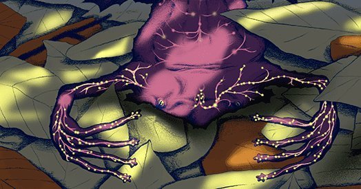 揭秘负子蟾如何通过触觉隐蔽狩猎：独特的“天线”指尖