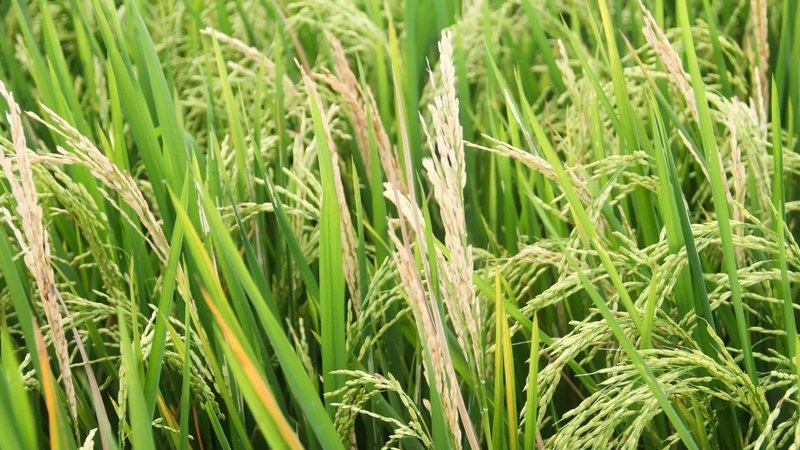 科学家发现植物全新免疫