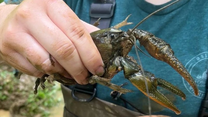 北美最大螯虾纪录刷新：博物馆馆藏揭示甲壳动物体型生长上限