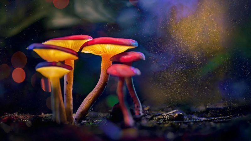 <b>迷幻蘑菇活性成分裸盖菇素可特异性抑制脊椎动物攻击行为</b>