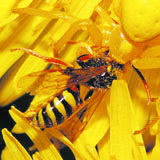 科学家破解蜘蛛变色之谜