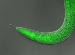 科学家掌握线虫瘫痪开关，或将助力瘫痪治疗