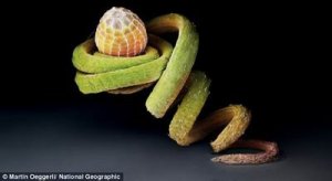 摄影师用显微镜拍摄孵化阶段的蝴蝶卵细胞