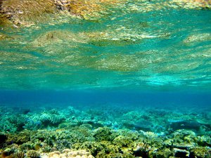 世界面临新一轮生物大灭绝 比恐龙大灭绝还严重