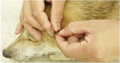 爱犬身上藏“致命蜱虫”你要当心了(图)