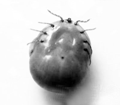 蜱虫传播链调查