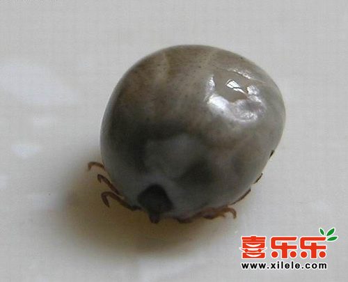 河南蜱虫咬死咬伤多人 防蜱虫方法大全(图)