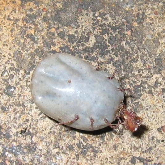 河南蜱虫咬死咬伤多人 防蜱虫方法大全(图)
