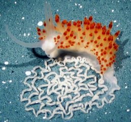美国发现新海兔种类 卵团呈格子状