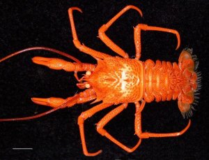 澳大利亚沿海发现多种新东方扁虾物种，丰富全球甲壳类生物多样性