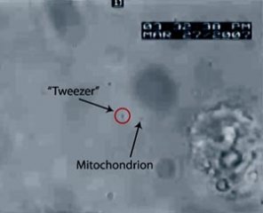 单一细胞中线粒体提取获得成功