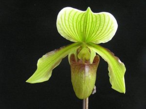 中科院华南植物园四个兜兰新品种国际登录成功