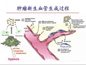 Nat.Cell Biol.:新发现信息线索可指导血管生成