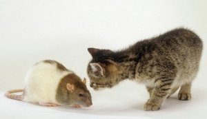 PLoS ONE：弓形虫可操控寄生老鼠大脑，使其不再惧怕猫