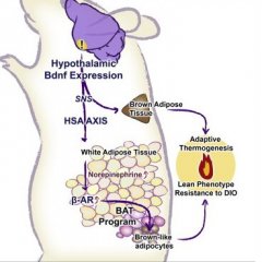 Cell Metabolism：研究表明社交有助于保持苗条身材