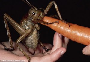 新西兰发现世界最重昆虫 体重超过麻雀