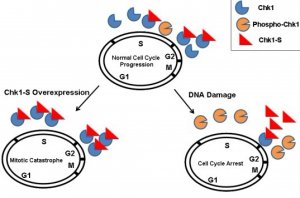PNAS：Chk1-S蛋白在细胞分裂中起关键作用