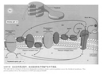 <b>向植物叶绿体学习：模拟高效太阳能转化的光合作用机制与人工叶片进展</b>