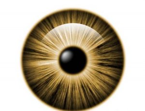 PNAS：挪威科学家破解瞳孔收缩机制