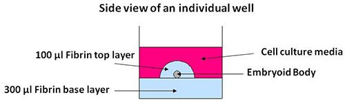 JoVE:干细胞培养的“3D”技术
