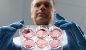 荷兰科学家25万欧元研制人造肉饼