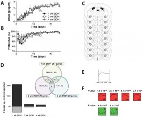 PLoS ONE：发现控制酒精成瘾的蛋白14-3-3ζ