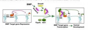 Develop Cell：孟安明等揭示Ppp4c上调BMP信号促进斑马鱼胚胎腹部