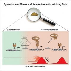Cell:测定活细胞内异染色质动力学的新方法