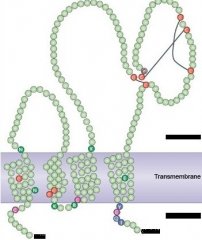 Cancer Cell：最新研究揭示CD37介导细胞凋亡机制