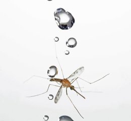 科学家揭示蚊子如何在雨滴碰撞中幸存：生物力学与结构适应性