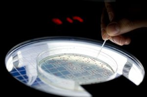美科学家为大肠杆菌注入5亿岁远古基因【图】