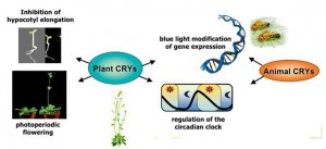 Science：生物节律研究不可不知的小分子——KL001