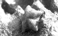 海星闪电进化求生存