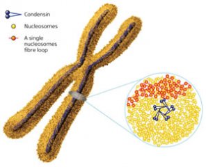EMBO J.：新发现挑战经典染色体组装模型