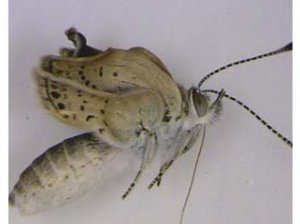 福岛核辐射引发蝴蝶基因突变：科学家揭示辐射对生物遗传的长期影响