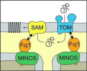 揭示线粒体外膜蛋白形成的分子机制