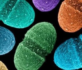 新研究称人体内微生物基因各异 可用于身份鉴别