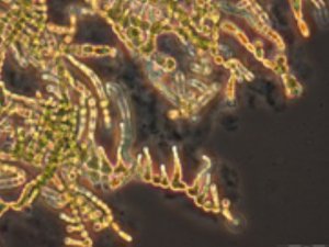 生物进化最新关键因素：生长状态的多细胞蓝藻