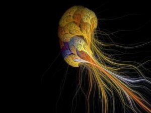 美科学家入侵老鼠脑电波 拓展感官探测能力