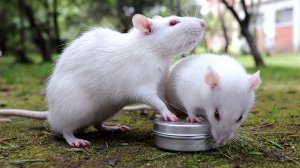 美科学家实现老鼠“脑-脑直接交流”实验