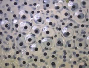科学家首次成功培育出灭绝动物的活体胚胎