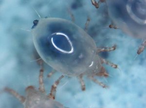 <b>新研究表明：生物进化正在快速应对环境变化</b>