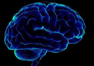 美科学家研发大脑透明化新技术，揭示神经疾病机制