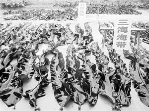 分子育种让海带品种更优：'三海'海带实现耐高温高产广适性