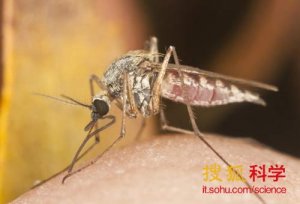 <b>科学家采用新技术可改变蚊子嗅觉使其远离人类</b>